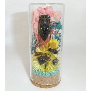 Cicada & Carpenter Bees Oddity Jar curiosity dome insect taxidermy goth witchy